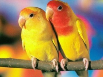 У подарунок подрузі – 32 крадені папуги