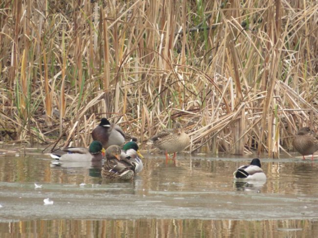 В ополонці волинського озера залишилися лебеді-шипуни. ФОТО