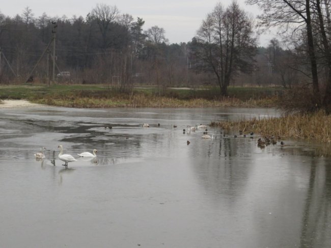В ополонці волинського озера залишилися лебеді-шипуни. ФОТО