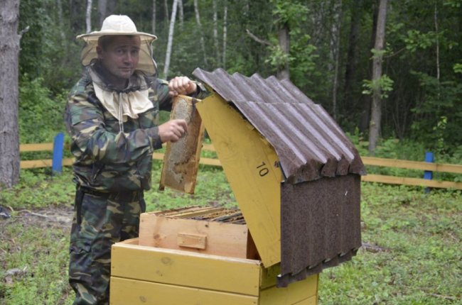 На пасіці Шацького нацпарку викачали перший мед. ФОТО