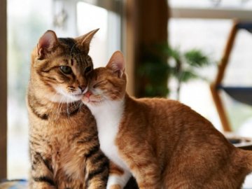 Синоптики обіцяють пониження температури до -16° на заході