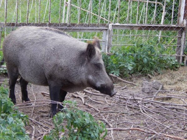 Як вепри з луцького зоопарку «вирощують» помідори. ФОТО