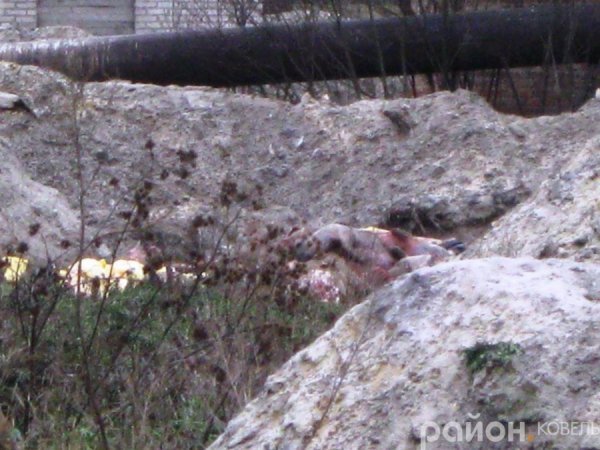 Ковельське екологічне лихо:  «падаль» закопують в ями