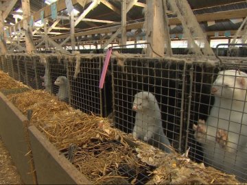 На Волині планують відкрити ферму, де розводитимуть норок на шуби