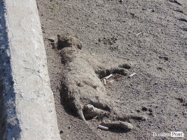 Вулиці Луцька прибирають «дідівськими» методами. ФОТО. ВІДЕО
