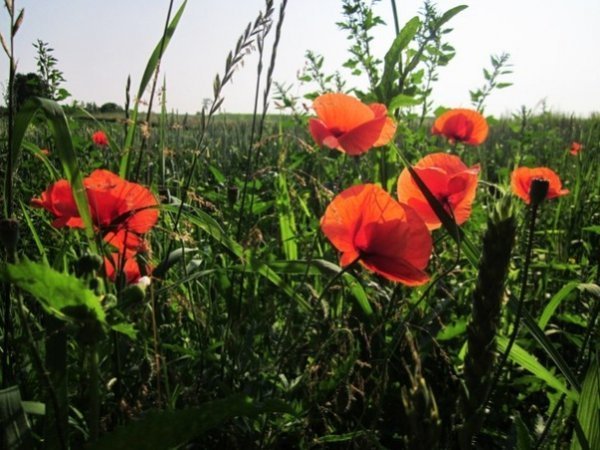 Маки. Знято 23 червня 2013 року, с. Радянське, Млинівського району Рівненської області. Автор – Анна Кирилюк.