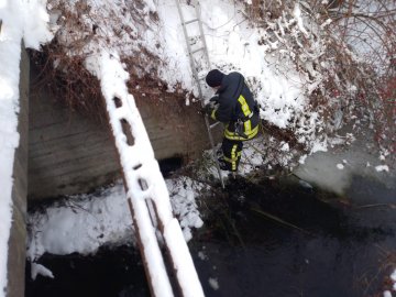 На Волині врятували собаку, який упав у канаву  і не міг вибратися. ФОТО