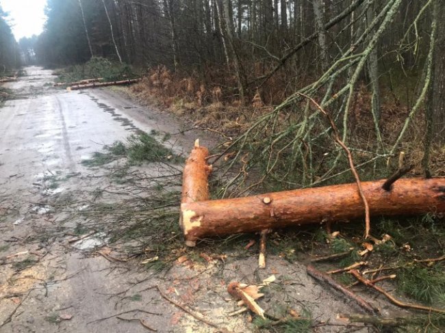 Вандалізм у лісі на Волині: злочинці зрізали дерева, перекривши сільську дорогу