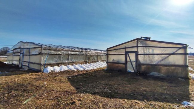 Як правильно вирощувати огірки в парниках. Поради господарів із Волині