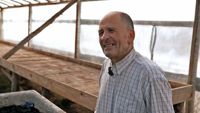 Як правильно вирощувати огірки в парниках. Поради господарів із Волині