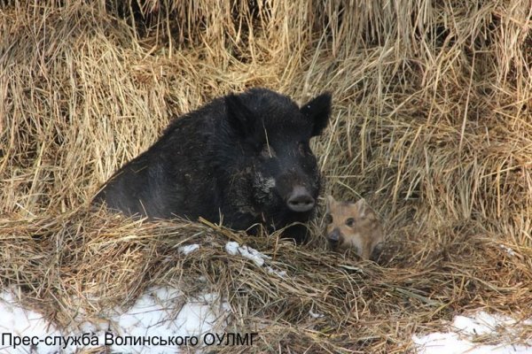 Як школярі звірів годували. ФОТО