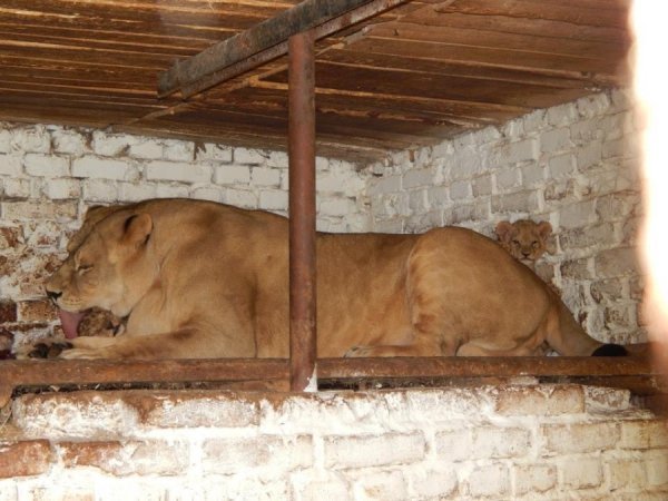  Тепер левенята виходять з будиночка уже самі. А там, де вище, їх поки виносить мама. На даху лігва й сама полюбляє відпочивати.