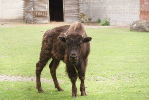Зубриця Баядера. А для нас - Буся) Коли помер наш старожил - бізон Боря, ще півроку відвідувачі питали про нього. Цю втрату компенсувала Буся.