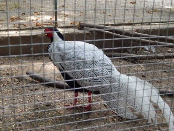 А ось такими будуть самці за якийсь місяць - біло-срібного забарвлення. Як їх тато.