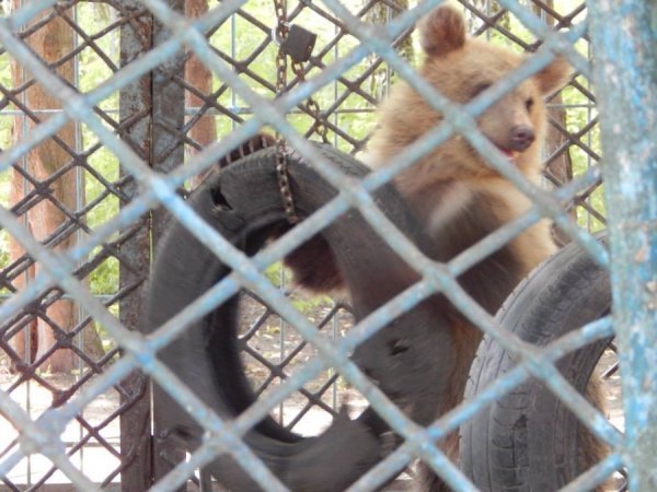 Обожнюють бавитися автомобільними шинами. Недавно їм принесли м’яча – півдня від нього не могли відірватися.