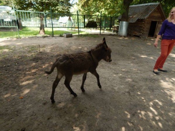 Наша дівчинка дуже допитлива та грайлива. Бігає, скаче і випрошує щось смачненьке)