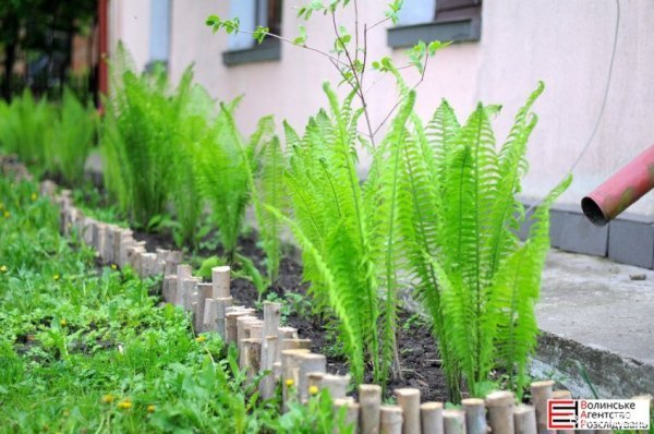 В «Озерному вітрі» – підсумкова толока. ФОТО