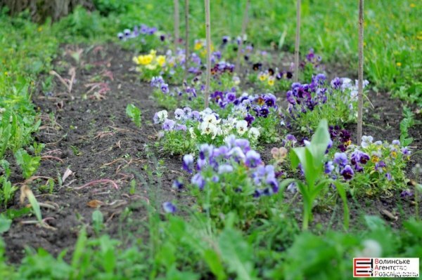 В «Озерному вітрі» – підсумкова толока. ФОТО