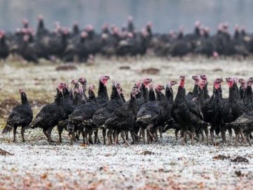 На польських фермах біля Волині виявили спалах пташиного грипу