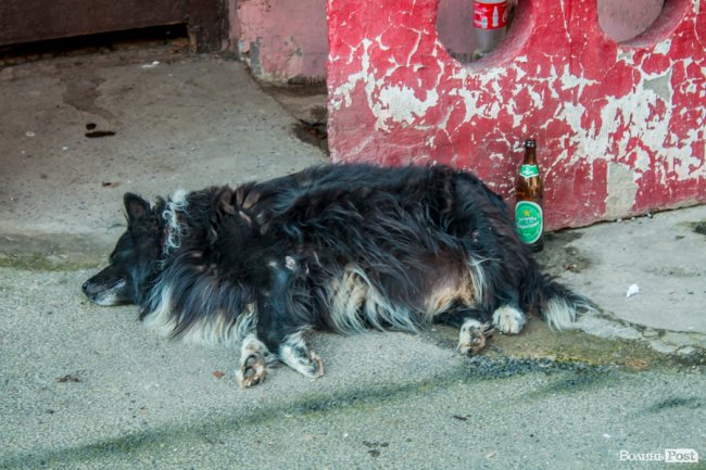 «Хто живе на ЛПЗ, тому у житті везе»: день на луцькому районі контрастів. ФОТО