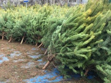 На Волині виявили продаж ялинок без документів