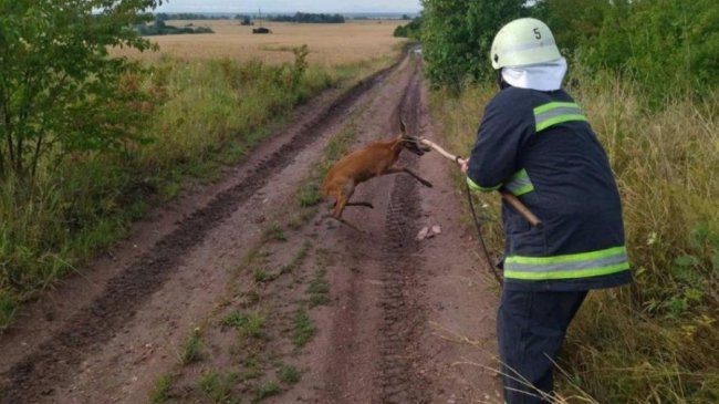 На Волині з покинутого колодязя врятували косулю. ФОТО