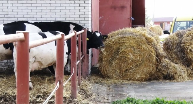 На Волині доять корів під класичну музику. ВІДЕО. ФОТО