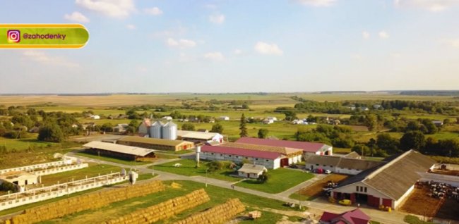 На Волині доять корів під класичну музику. ВІДЕО. ФОТО