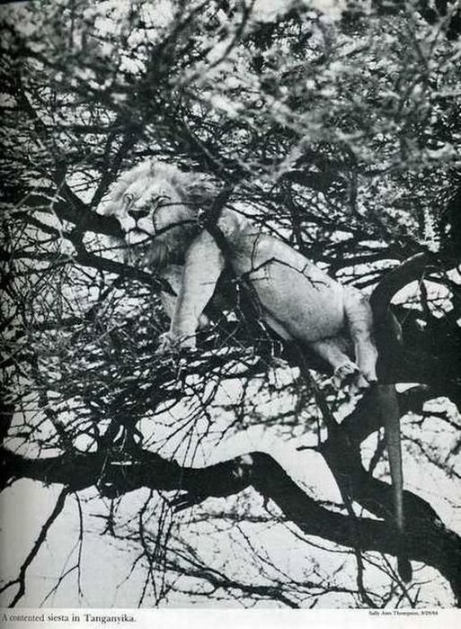 35 дивних фото минулого. ФОТО