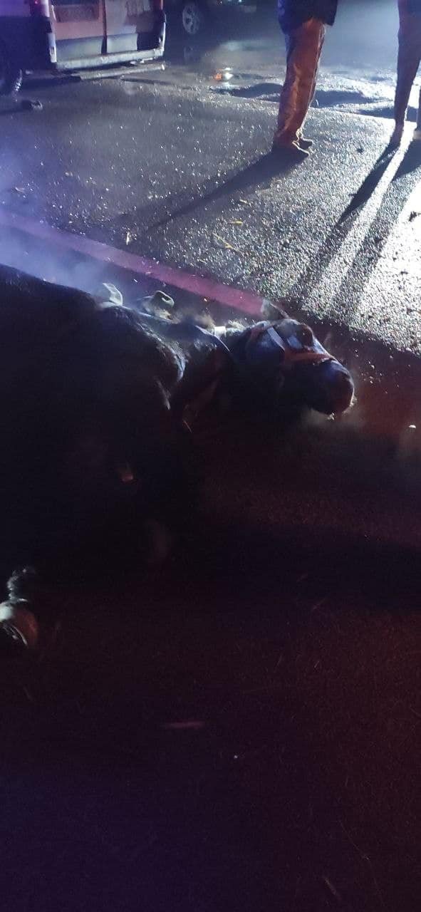 На рівненській трасі зіткнулися кінна підвода та авто: 4 людей у важкому стані, 2 коней загинули. ФОТО