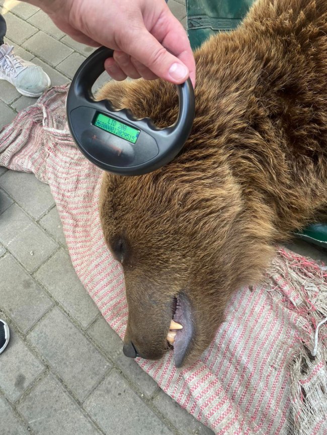 Троє ведмедів з Луцького зоопарку переїхали за кордон