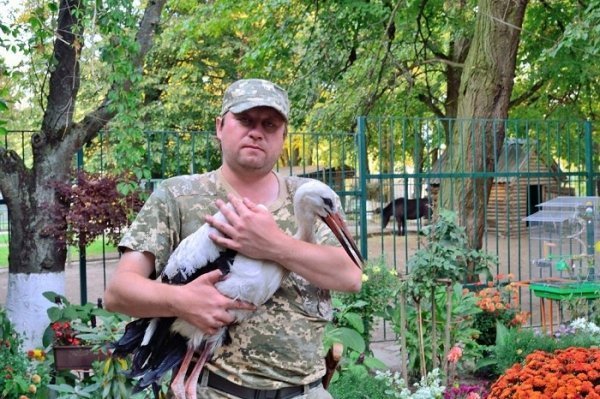 В Луцький зоопарк віддали лелеку з Колок. ФОТО