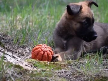 Добрі новини від ВолиньPost за 23 березня. ЩОДЕННА ПІДБІРКА 