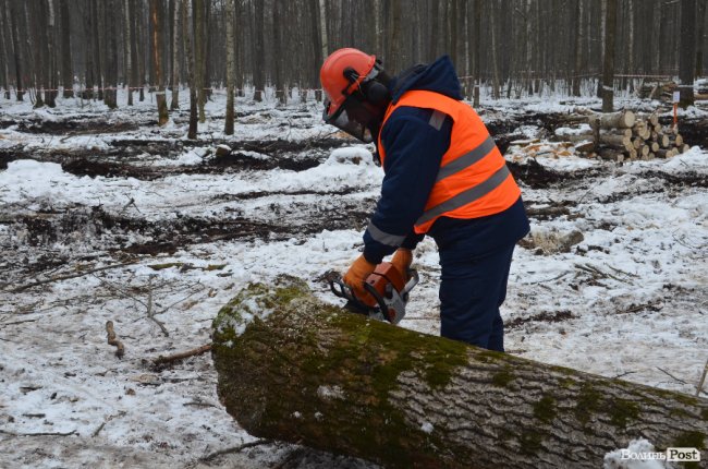 Жнива у зимовому лісі: як на Волині заготовляють деревину. ФОТО