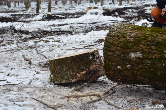 Кореневі лапи