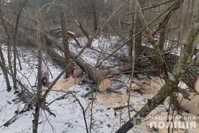 Поліція впіймала чоловіка, який вирізав дерева в нацпарку на Волині