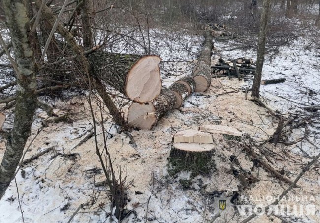 Поліція впіймала чоловіка, який вирізав дерева в нацпарку на Волині