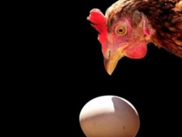 Вчені вирішили суперечку про курку і яйце