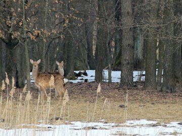 Волинянин заплатить понад 100 тисяч за те, що зрубав 9 дубів у «Цуманській пущі»