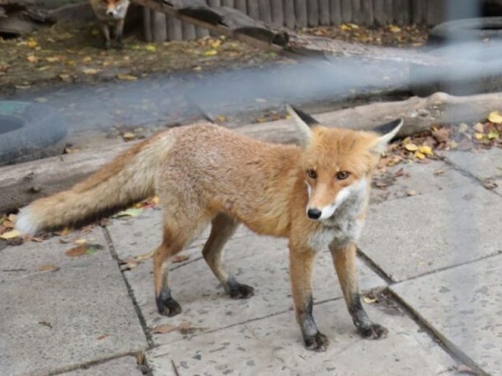 На Волині чисельність лисиць перевищила 4400 голів
