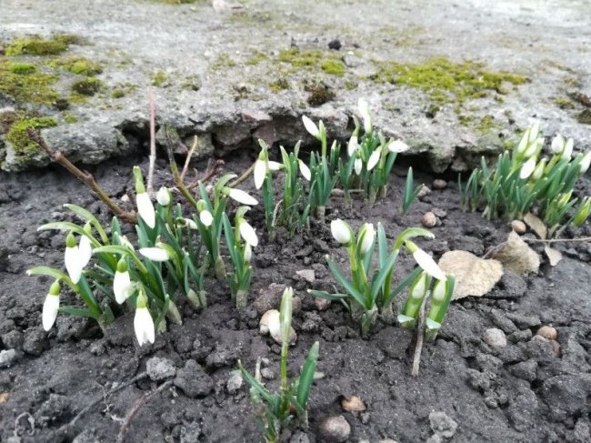 У Луцьку розквітли підсніжники