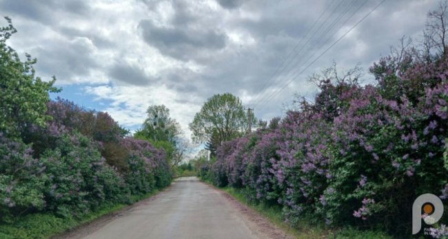 Вражає красою та ніжністю: на Волині рясно зацвіла бузкова алея. ФОТО