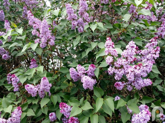 Вражає красою та ніжністю: на Волині рясно зацвіла бузкова алея. ФОТО