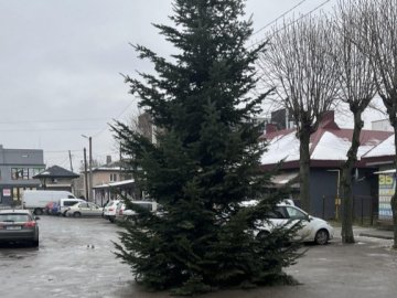 Волинянка подарувала громаді ялинку, яку привезла з Карпат