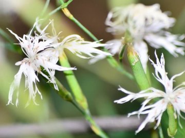 У волинському лісі знайшли унікальні види рослин. ФОТО
