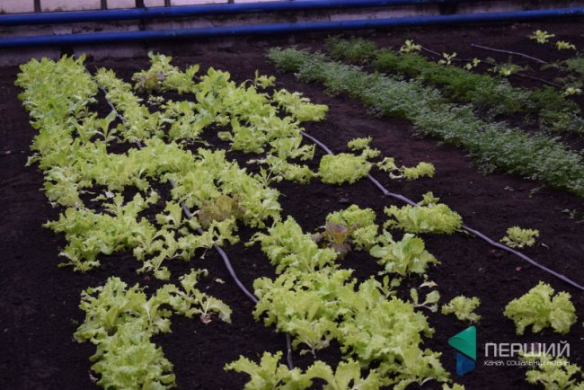 Як у волинських теплицях вирощують модну в Скандинавії ягоду. ФОТО