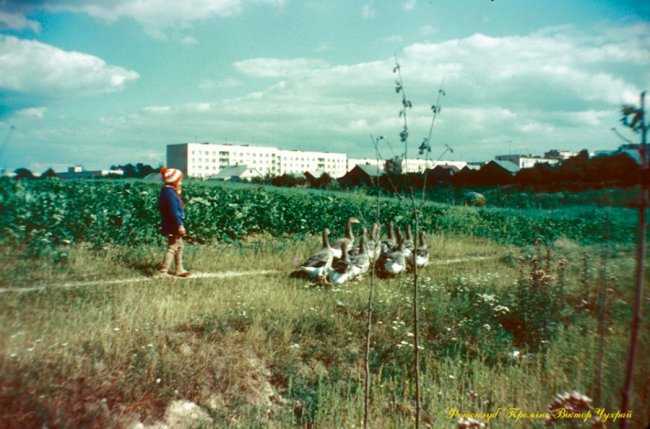 Охайні хатки і гуси: яким був район Балки у Луцьку. РЕТРОФОТО