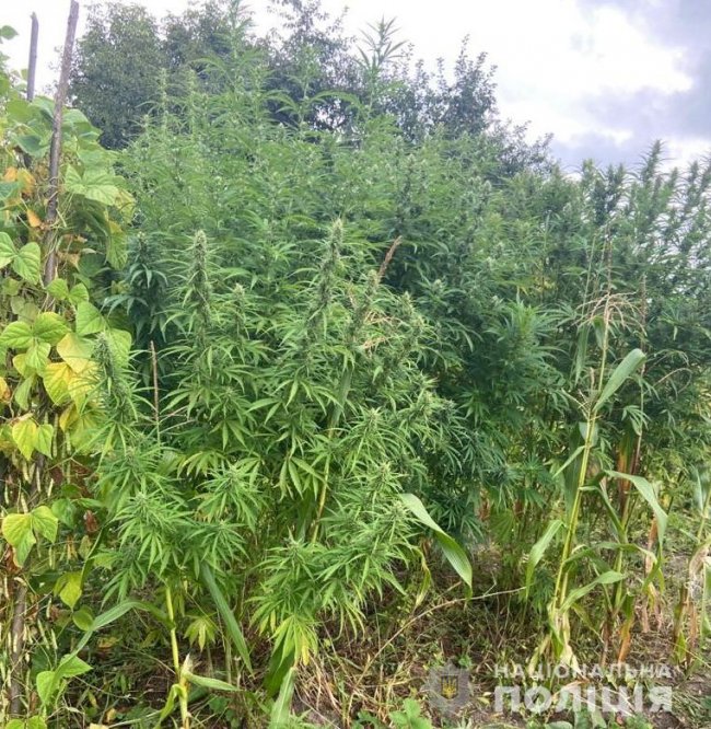 62-річній волинянці, у якої вилучили майже 50 кущів конопель, «світить» 3 роки тюрми 