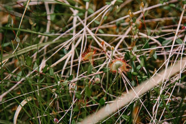 Луцька фотографка показала красу загадкового Черемського болота 