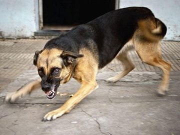 Скандальна Дана Новарчук звозить до Луцька бродячих собак з інших міст України, – петиція